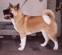 Akita americano