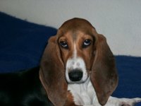 Basset Hound artesiano normando