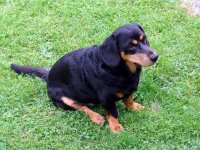 basset alpino