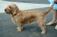 Basset fauve de Bretaña