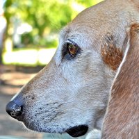 Aguilucho Beagle