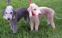 Terrier de Bedlington