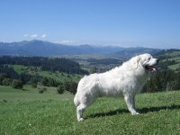 pastor tatra