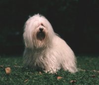 bichón habanero