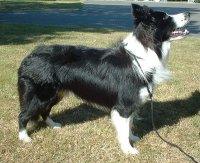 collie de la frontera
