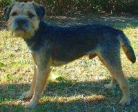 terrier fronterizo