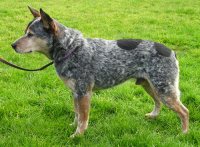 Perro australiano del ganado