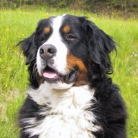 Perro de montaña de Bernese