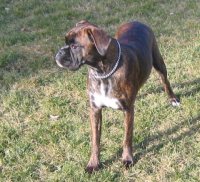 Boxer