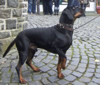 Sabueso austríaco negro y fuego