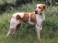 Puntero de Ariège