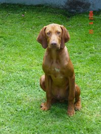 Pointer húngaro de pelo corto Viszla