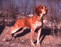braco italiano de pelo corto