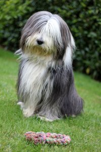 collie barbudo