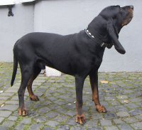 Coonhound negro y tostado