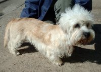 Terrier dandi dinmont