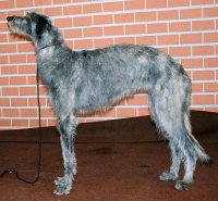 Galgo de Escocia