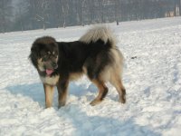 Mastín tibetano