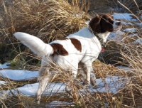 Perro de aguas de perdiz de Drente