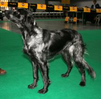 Perro de aguas de picardía azul