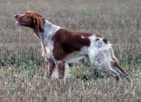 Perro de aguas de Bretaña