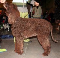 Perro de aguas irlandés