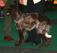Pont Audemer Spaniel