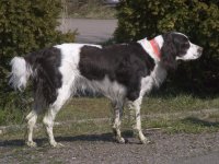perro de aguas francés