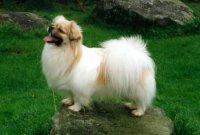 Perro de aguas tibetano