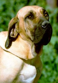 fila brasileña