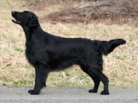 Perro perdiguero de pelo liso