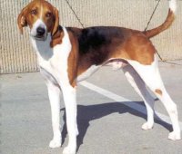 foxhound americano