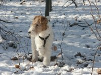 fox terrier de pelo duro