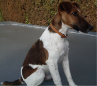 Fox terrier de pelo liso