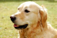 perro perdiguero de oro