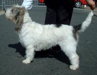 Gran Basset Grifón Vendeano