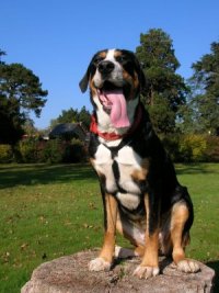 gran perro de montaña suizo