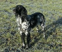 Gran perro de aguas Munster