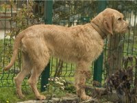 Grifón leonado de Bretaña