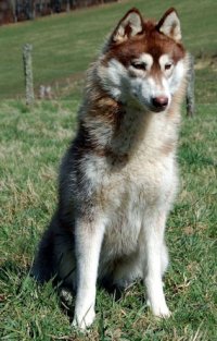 Husky siberiano