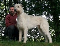 perro lobo irlandés