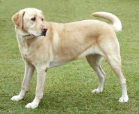 perros perdigueros de labrador