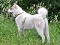 Laika de Siberia Occidental