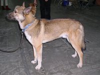 Laika de Siberia Oriental