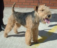 terrier de tierra del lago