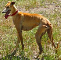 Galgo Greyhound