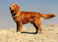 Nova Scotia Duck Tolling Retriever