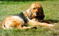 Otterhound