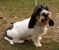 Small Basset Griffon Vendeen