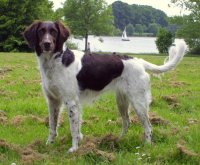 Little Munster Spaniel